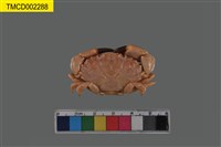 藏品(肉球皺蟹)的圖片